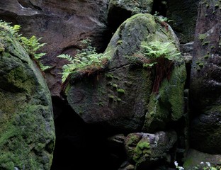 Dogs head rocky formation in Teplicke skaly in Czech republic