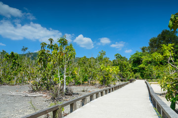 Pathway in national park Thailand