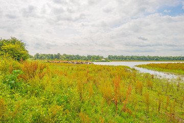 Naklejka premium Horses along the shore of a lake in summer