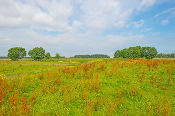 Obraz premium Wetland with wild flowers in summer