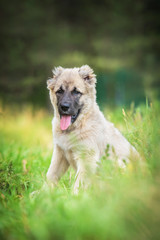 Central asian shepherd puppy in summer