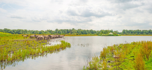 Horses along the shore of a lake in summer