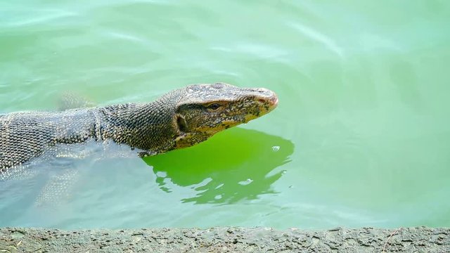 Large Water Monitor Lizard, swimming by in the turbid, green water of a pond at a nature park in Southeast Asia. Video 1080p