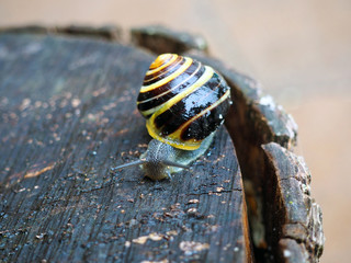 Yellow snail on old tree