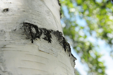Birch trunk. Close-up