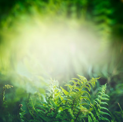 Green Fern plant in tropical jungle or rain forest  with sun light, outdoor nature background