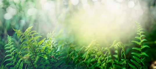 Fern in tropical jungle forest with sun light, outdoor nature background, banner