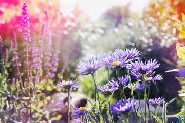 Summer garden nature background with pink and purple flowers and sunlight,  park outdoor