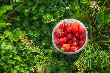 Ripe strawberry in the transparent cup in the village