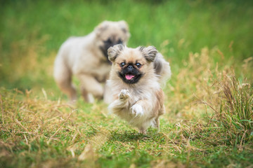 Happy pekingese dog running in the yard