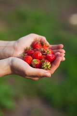Ripe strawberries in female hands on nature