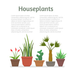 House plants and flowers