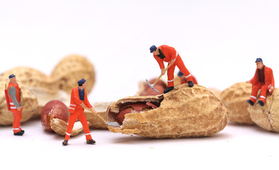 Miniature worker are working open peanut on white background , macro photo