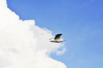 seagull in the sky