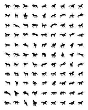 Black silhouettes of horses on the white background, vector