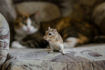 Cat playing with little gerbil mouse. Natural light.