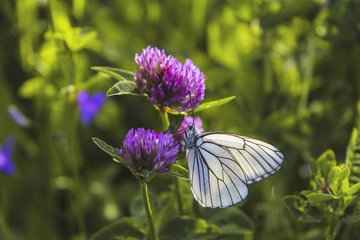 .White butterfly sits on a clover flower