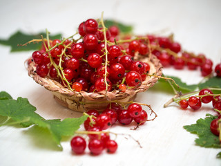 Fresh red currant