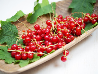 Fresh red currant