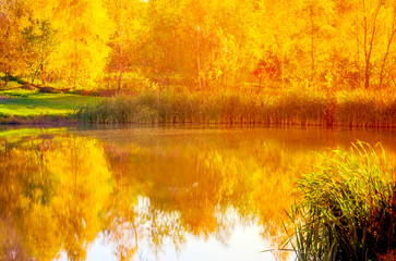 Fototapeta premium autumn natural