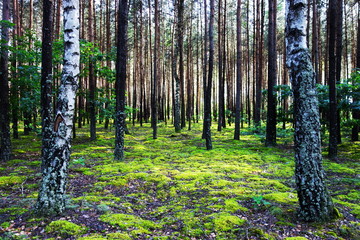 Sielpia, Poland. Beautiful birch and pine forest, summer holiday season. Tranquil landscape. 