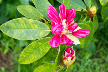 rhododendron