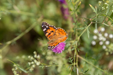 Spotted butterfly sit on a branch of thorns