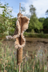 Vertical shot of a bulrush plant