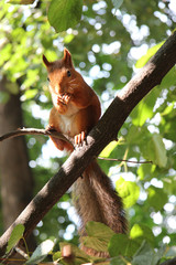 Obraz premium squirrel in a tree in the summer park