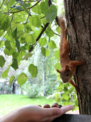 squirrel in a tree in the summer park.man feeding a squirrel hazelnuts. selective focus
