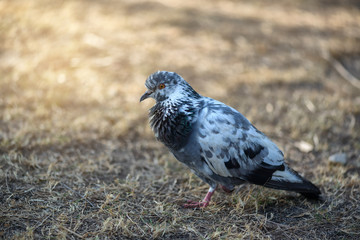Pigeon on the grass dry, Image filter effect.