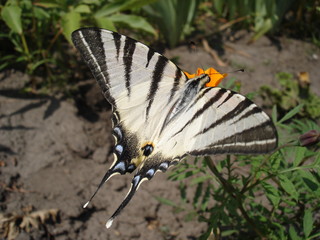 Scarce Swallowtail (Pear-tree Swallowtail) butterfly