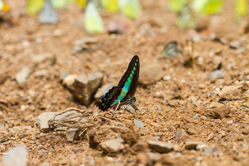 Beautiful Butterfly in forest