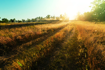 Naklejka premium Road in field