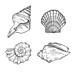 sea shells set