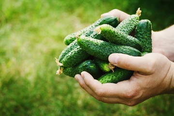 Naklejka na ściany i meble Farmer holding in hands the harvest of green cucumbers in the garden. Natural and organic vegetables. Farming.