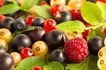 blueberry raspberry currant berries