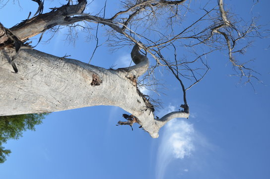 Dead tree blue sky buttom up