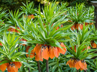 Orange imperial crown (Fritillaria imperialis) flowers