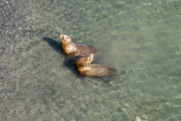 South American Sea Lions In The Water - Golfo Nuevo - Punta Loma Nature Reserve - Puerto Madryn - Argentina - Otaria Flavescens 