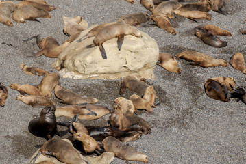South American Sea Lions Lazy In The Sun - Punta Loma Nature Reserve - Puerto Madryn - Argentina - Otaria Flavescens