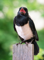 The close view of the nestling of magpie on wooden fence. Bird on green background.