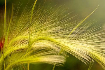 green ears of corn on the grass  the nature © zzzaleksey