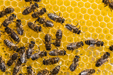 working bees on honey cells