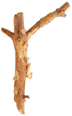 Broken tree branch