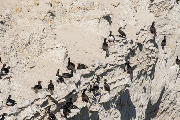 Cormorant Colony On The Rocks- Otaria flavescens - Punta Loma Nature Reserve - Puerto Madryn - Argentina