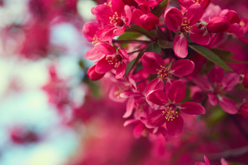 Cherry blossom. Beautiful flowers close up