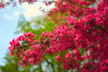 Spring blooming tree