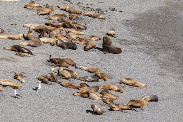 Colony Of South American Sea Lion On The Beach - Otaria flavescens - Punta Loma Nature Reserve - Puerto Madryn - Argentina