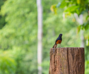 White-rumped Shama standing on a branch